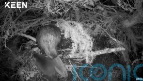 Cairngorms beaver kits first to be born in wild at national park for 400 years