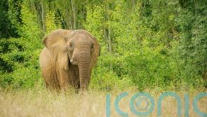 Hunting trophies import ban ‘illiberal’, pro-low regulation think tank says