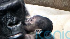 Baby gorilla born at Detroit Zoo