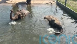 Pregnant elephants stay healthy by swimming at Blackpool Zoo