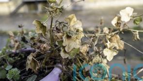 How to perk up your garden post-holiday