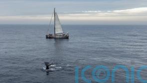 Concerns for ocean biodiversity grow as wildlife found in deep-sea mining area