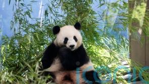Berlin Zoo hoping for more German-born giant pandas as scan confirms pregnancy