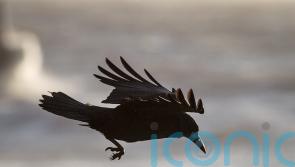 City birds can be carriers of antibiotic resistant bacteria, study suggests