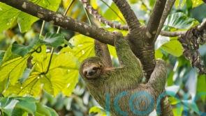 What is sloth fever and can I catch it?