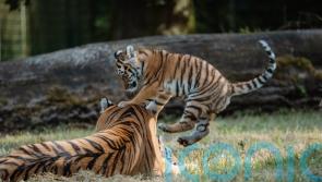 Four rare tiger cubs explore outdoors for first time