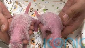 Hong Kong welcomes the birth of its first locally born giant pandas