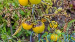 What is wrong with my tomatoes?