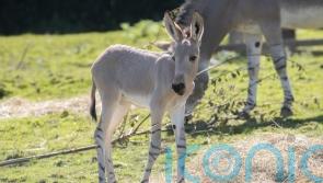 Rare Somali wild ass born in UK safari park