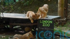 Keepers find creative ways to measure animals at zoo housing 14,000 creatures