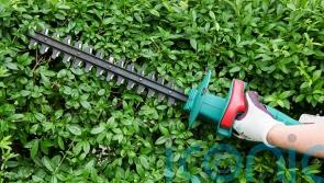 Hedging: The best tools for tidying up hedges after summer