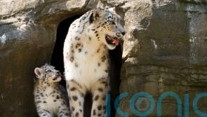 Snow leopard Irina put down at Marwell Zoo after health deteriorates