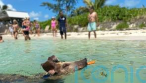 Beyond the billionaire mansions: 6 ways to discover the authentic Bahamas
