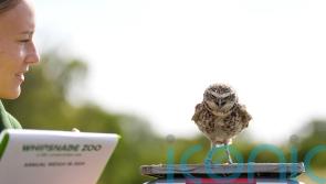 In Pictures: All creatures great and small called upon for annual zoo weigh-in