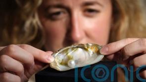 Freshwater pearl rakes in more than £93,000 at auction