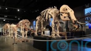 Early humans used planted pikes to kill mammoths in the Ice Age – study
