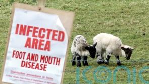Foot-and-mouth outbreak had potential to overwhelm services, Rodgers warned