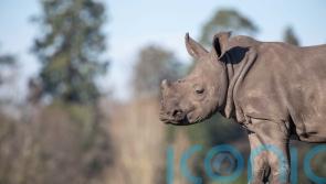 Woburn Safari Park welcomes two new rhinos and bids farewell to one