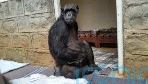 Orphan chimpanzee Chocolat delivered to new home by courier
