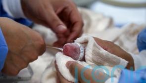 Second set of giant panda cubs arrives at Berlin Zoo