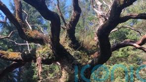 Celtic band to write song for ancient oak if it wins Tree of the Year award