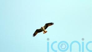 Police probe after osprey found injured from shooting