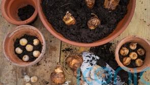 How to create a spring bulb ‘lasagne’