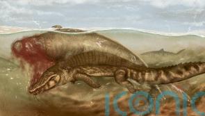 Ancient sea cow was attacked by crocodile and scavenged by shark – study