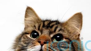 Record 4.4m people took out pet insurance last year, figures show