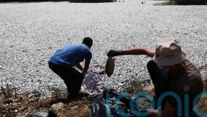 Millions of dead fish clog bay in die-off linked to climate change