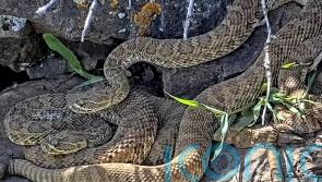 Scientists use video to monitor ‘mega-den’ of hundreds of rattlesnakes