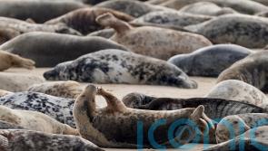 BBC Our Lives episode criticised by the Seal Alliance for ‘bad practice’