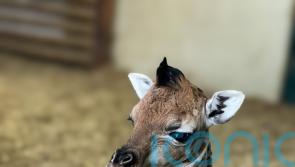Keepers celebrate &lsquo;little miracle baby&rsquo; giraffe born at Hampshire zoo