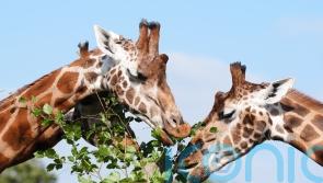 Safari park staff ‘delighted’ with progress of giraffes on training programme