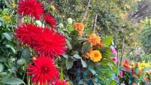 How to achieve dazzling dahlia displays