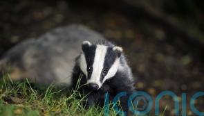Government to end badger cull within five years in ‘watershed moment’