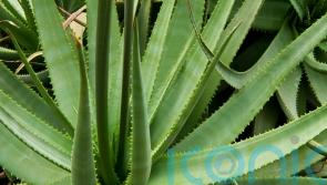 Online trade in illegally harvested wild plants ‘putting species at risk’