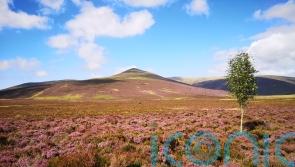 Public urged to help buy Skiddaw Forest to restore thousands of acres for nature