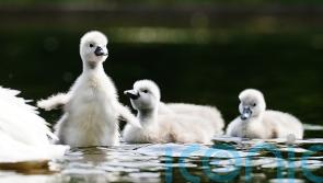 Swans moved from park after children feared to have killed cygnets