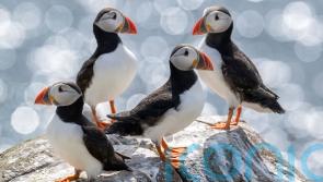 Puffin population declared ‘stable’ on Farne Islands after bird flu outbreak