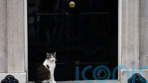 Starmer family’s new Siberian kitten called Prince, Prime Minister reveals