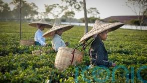 Fairtrade brands call for more to join certification to boost impact