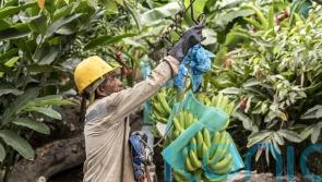 Fairtrade thanks British shoppers as ‘two-thirds opt for certified products’