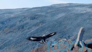 Golden eagle which attacked toddler in Norway ‘likely had behavioural disorder’