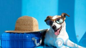 Dog-friendly getaways to discover in the UK this autumn
