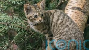 Two wildcats born in captivity have died since release into wild, experts say