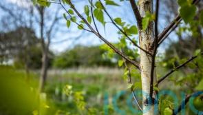 Best planting season yet for Northern Forest as 1.9m trees go in the ground