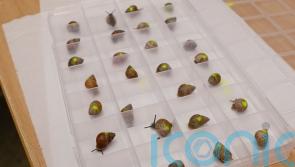 Snails bred in Edinburgh sent to French Polynesia to restore population