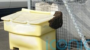 Swarm of bees makes ‘unauthorised landing’ at Edinburgh Airport