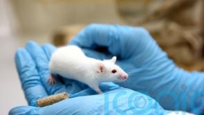 Testing on live animals fell by 3% last year, data suggests